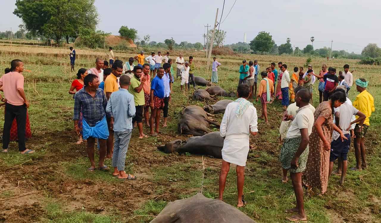Eight buffaloes electrocuted in Mahabubabad