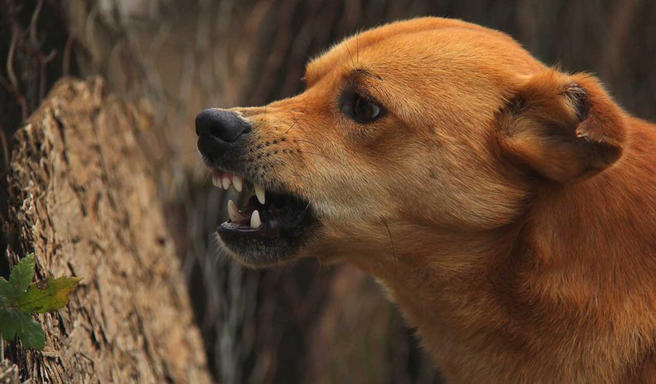 Spotted deer killed by stray dogs in Mancherial