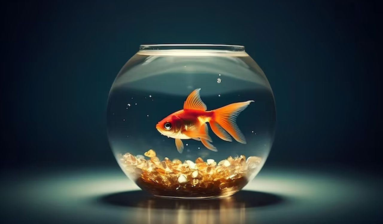 Why scientists teach goldfish to drive or bees to pull strings?