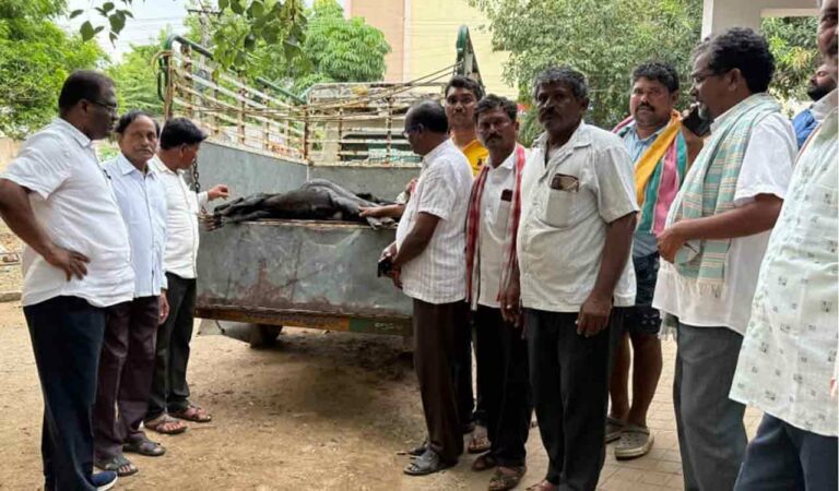Scores of goats die in suspicious manner in Telangana's Khammam