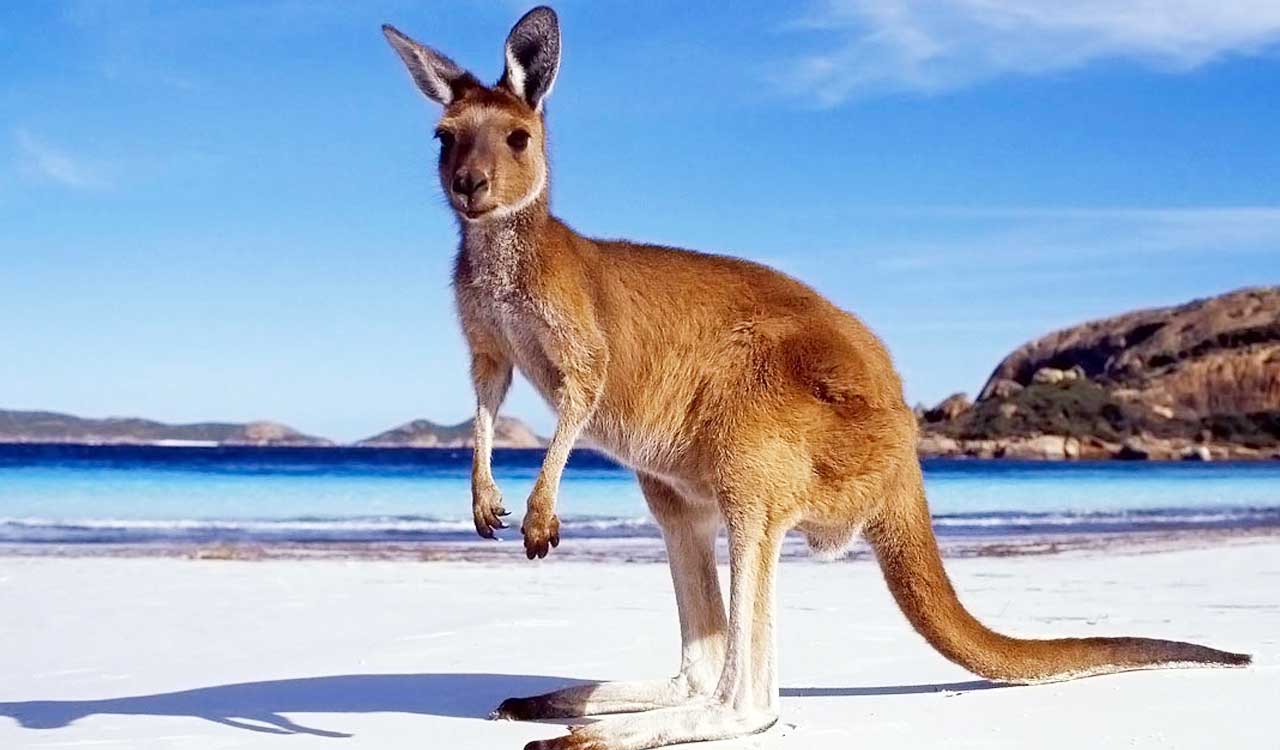 Loose pet kangaroo keeps police hopping in a Colorado town