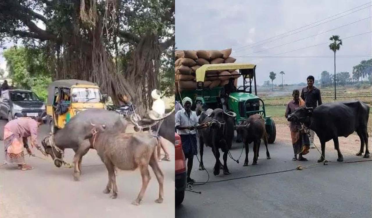 Karimnagar: Farmer couple stages protest with buffaloes over power supply issue