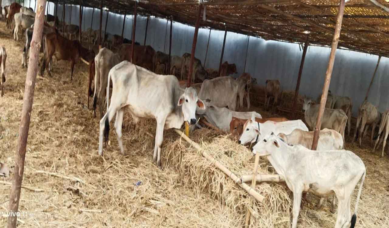 Telangana: No safety for Rajanna Kodelu in Vemulawada