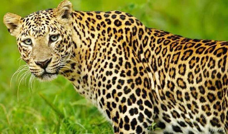 Panic spread in Kolur village, Bhainsa mandal, after farmers spotted leopard pugmarks and recent sightings. Forest officials confirmed its presence and are taking steps to track and drive it back safely.