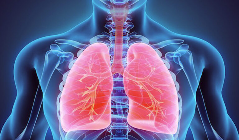 Lungs
