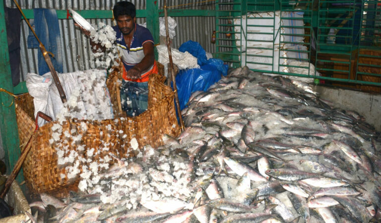 business indias seafood exports increase despite global uncertainties