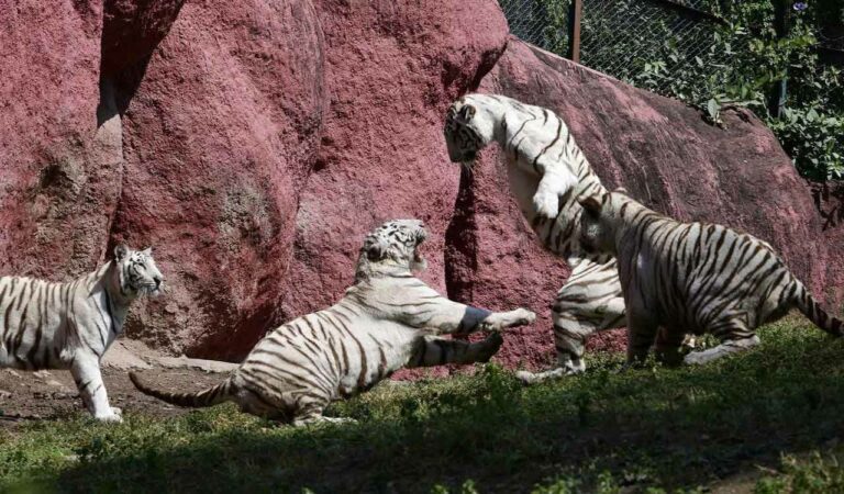 Hyderabad zoo set to take visitors closer to white tigers