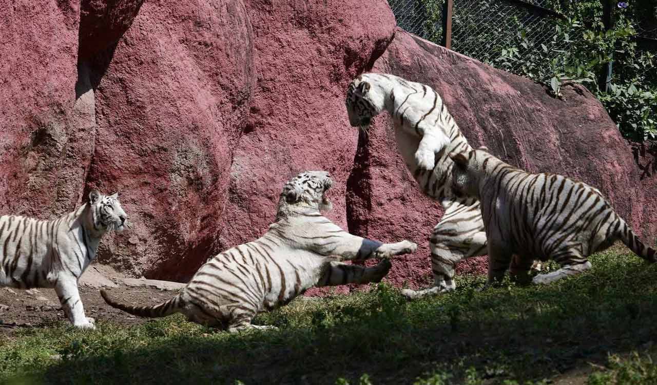 Hyderabad zoo set to take visitors closer to tigers