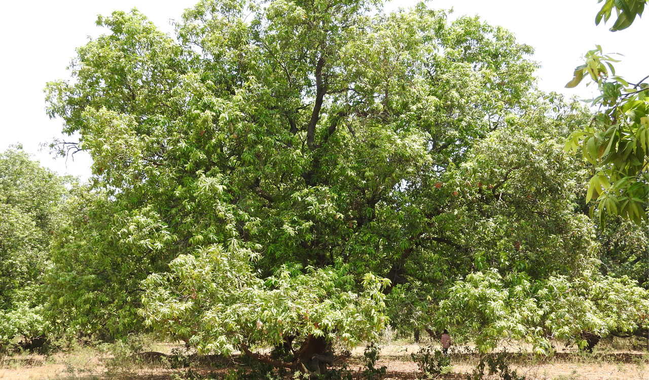 Unseasonal rains wreak havoc on Mango farmers in Mancherial