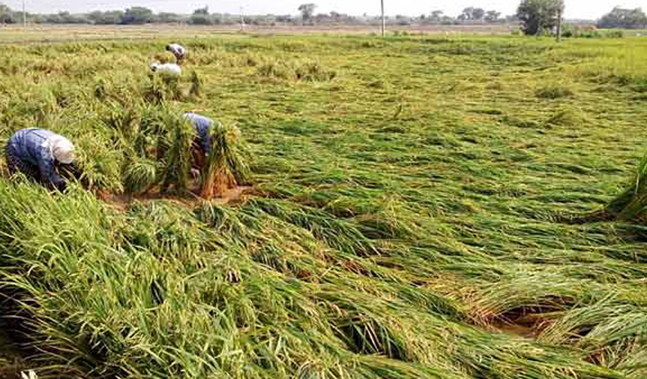 Heavy rains play havoc with Rabi farmers across many districts