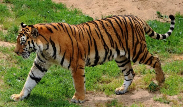 Telangana: 12 suspects detained for poaching tiger in Asifabad