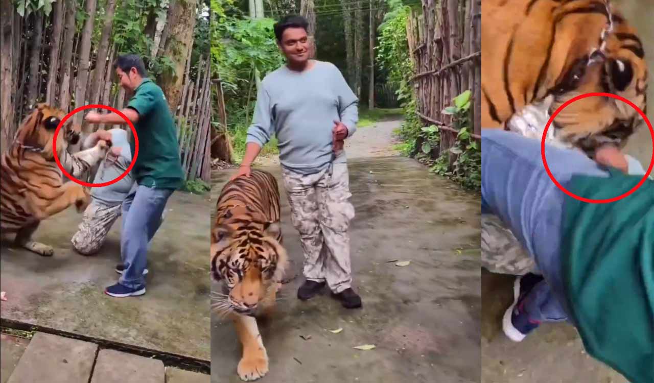 Watch: Indian tourist mauled by tiger in Thailand while taking selfie, sparks outcry over wildlife tourism