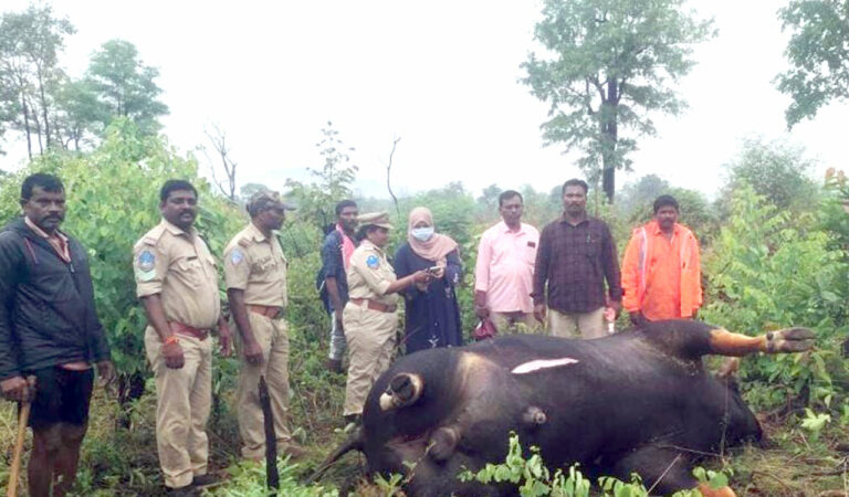 Indian Bison hit by goods train dies in Aswapuram forests in Kothagudem