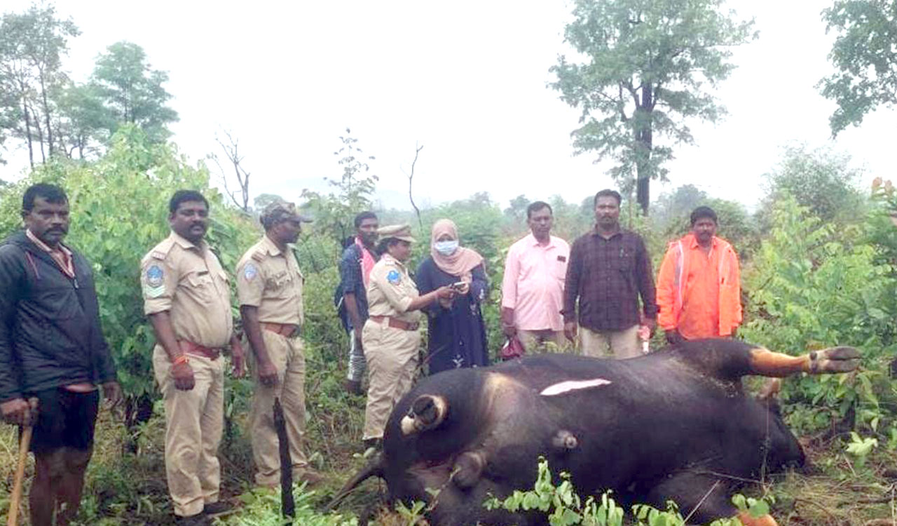 Indian Bison hit by goods train dies in Aswapuram forests in Kothagudem