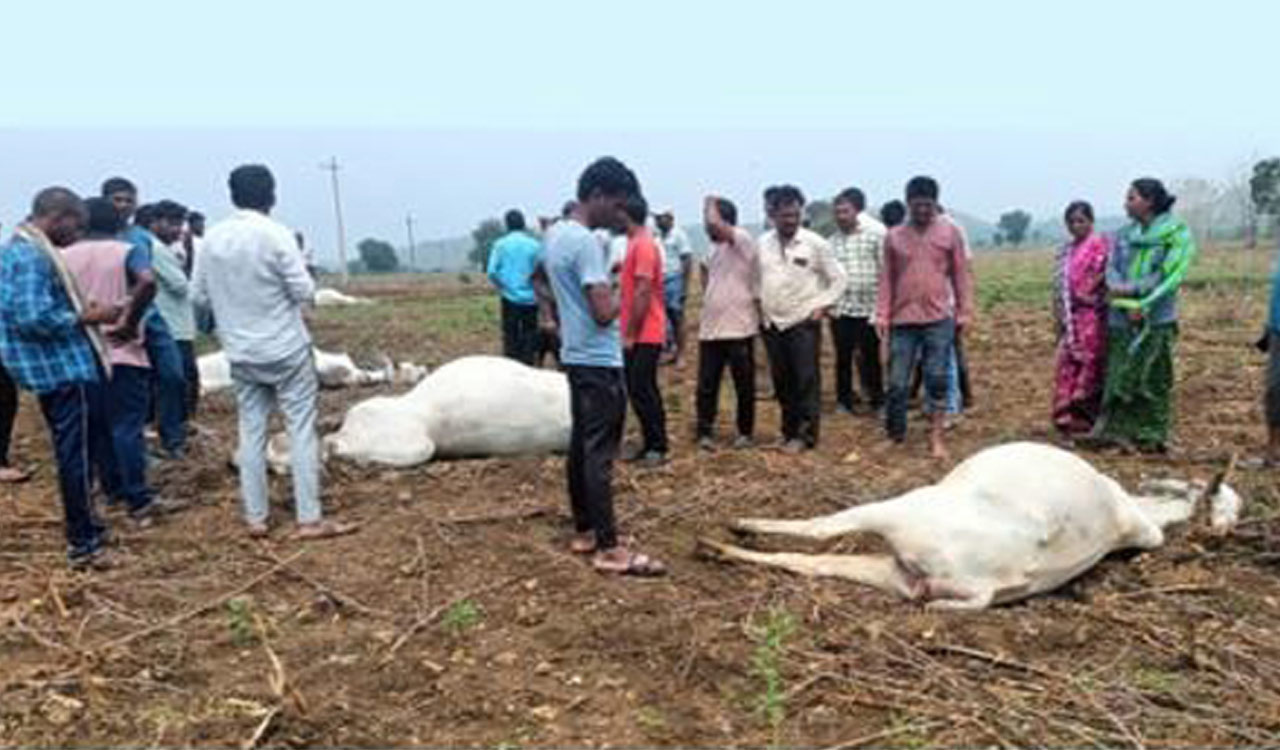 Telangana: Two bulls fight, bring down electric pole, five cattle electrocuted in Kothagudem