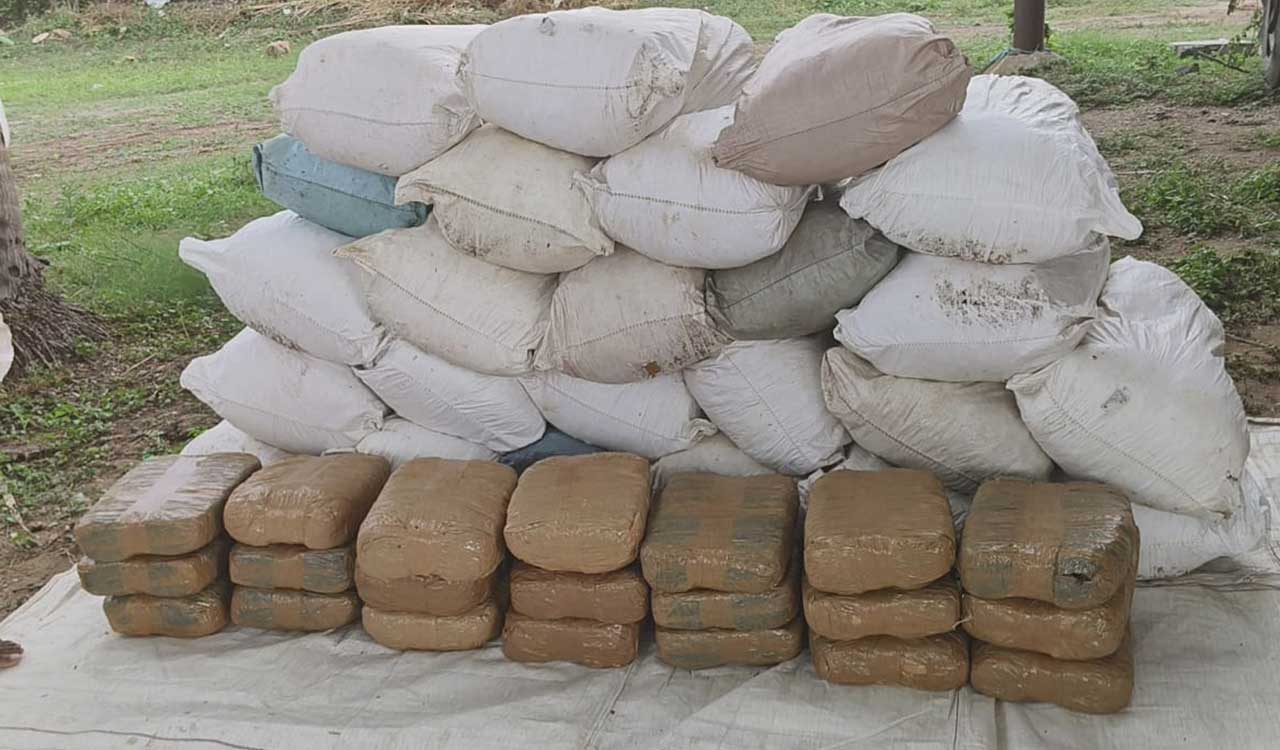 Telangana: Kothagudem police seizes ganja worth Rs 3.49 crore, six arrested