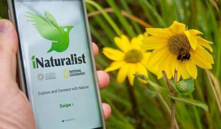 Inaturalist F