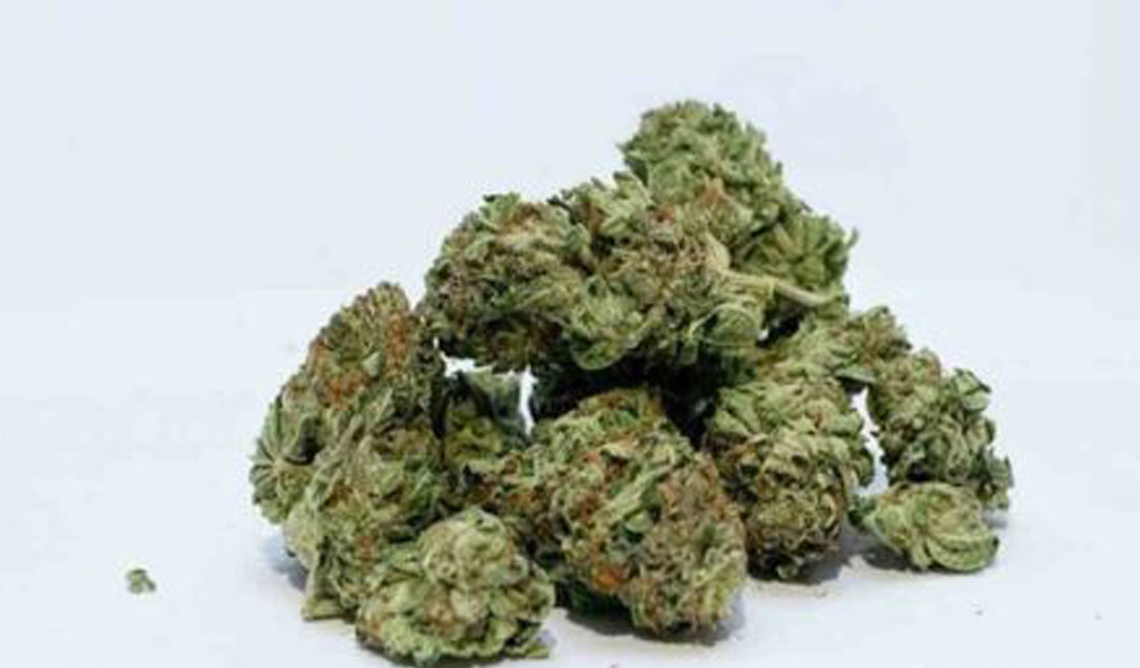 Hydroponic Marijuana, a new entrant in Hyderabad’s illicit market