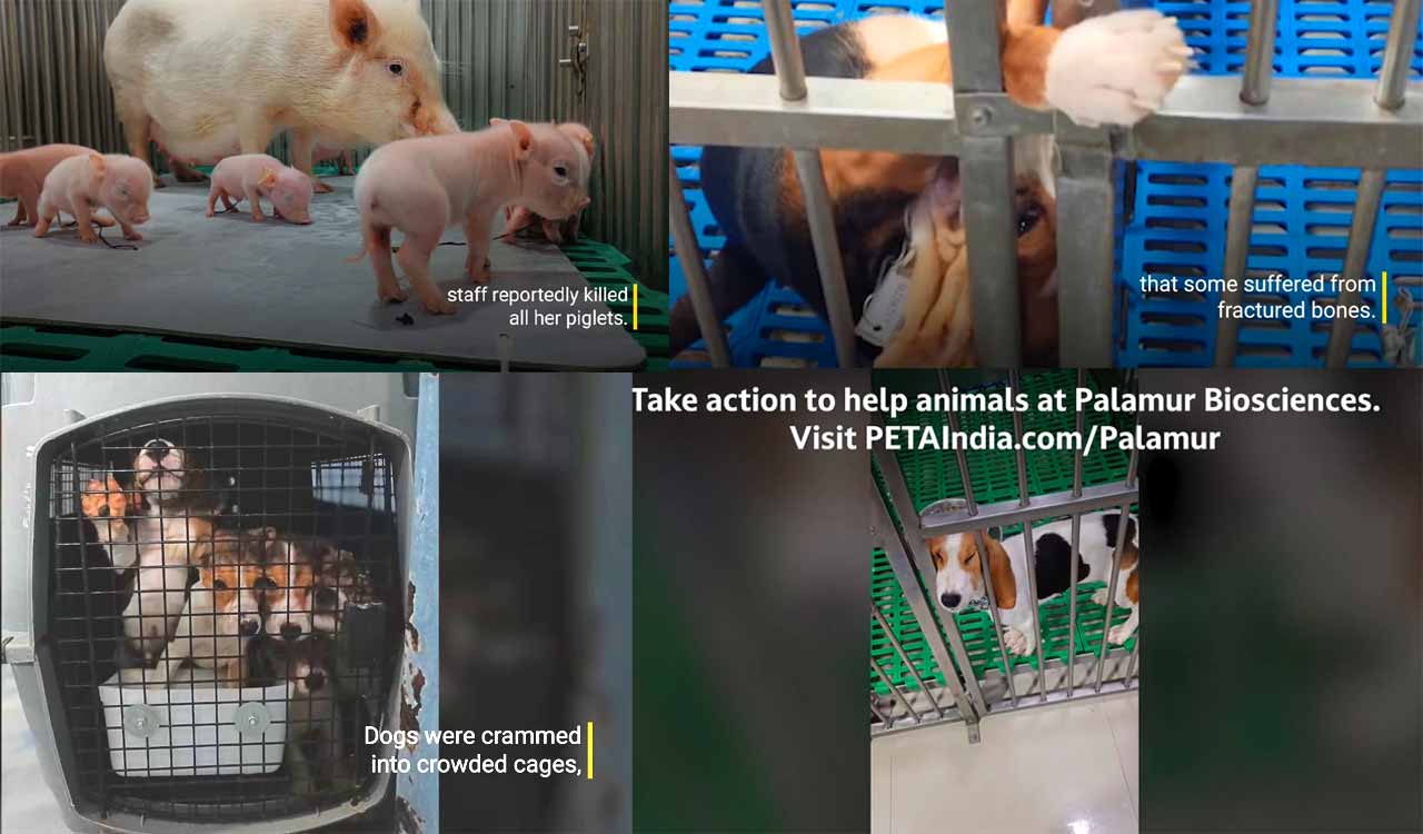 Peta