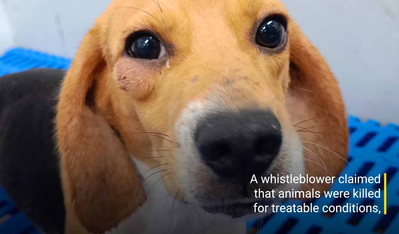 After PETA whistleblower report, inspection panel calls for rescue of 1,200 animals from Palamur Biosciences in Mahabubnagar