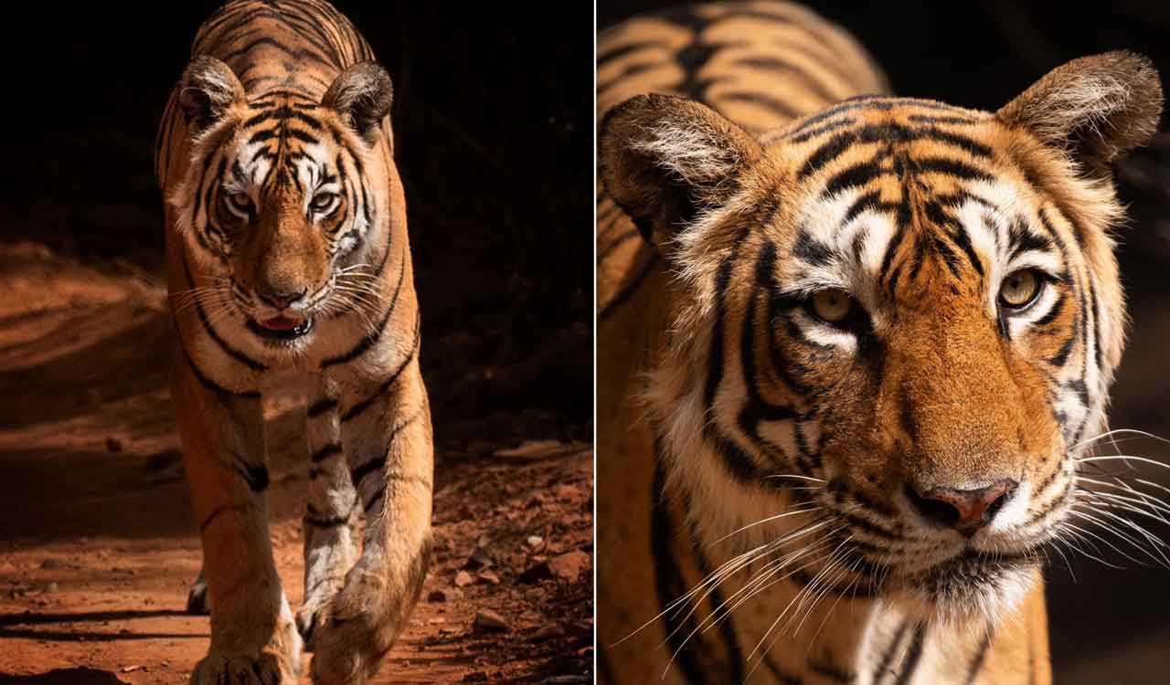 Watch: Wildlife enthusiast from Hyderabad captures final moments of Ranthambore’s legendary tigress Arrowhead