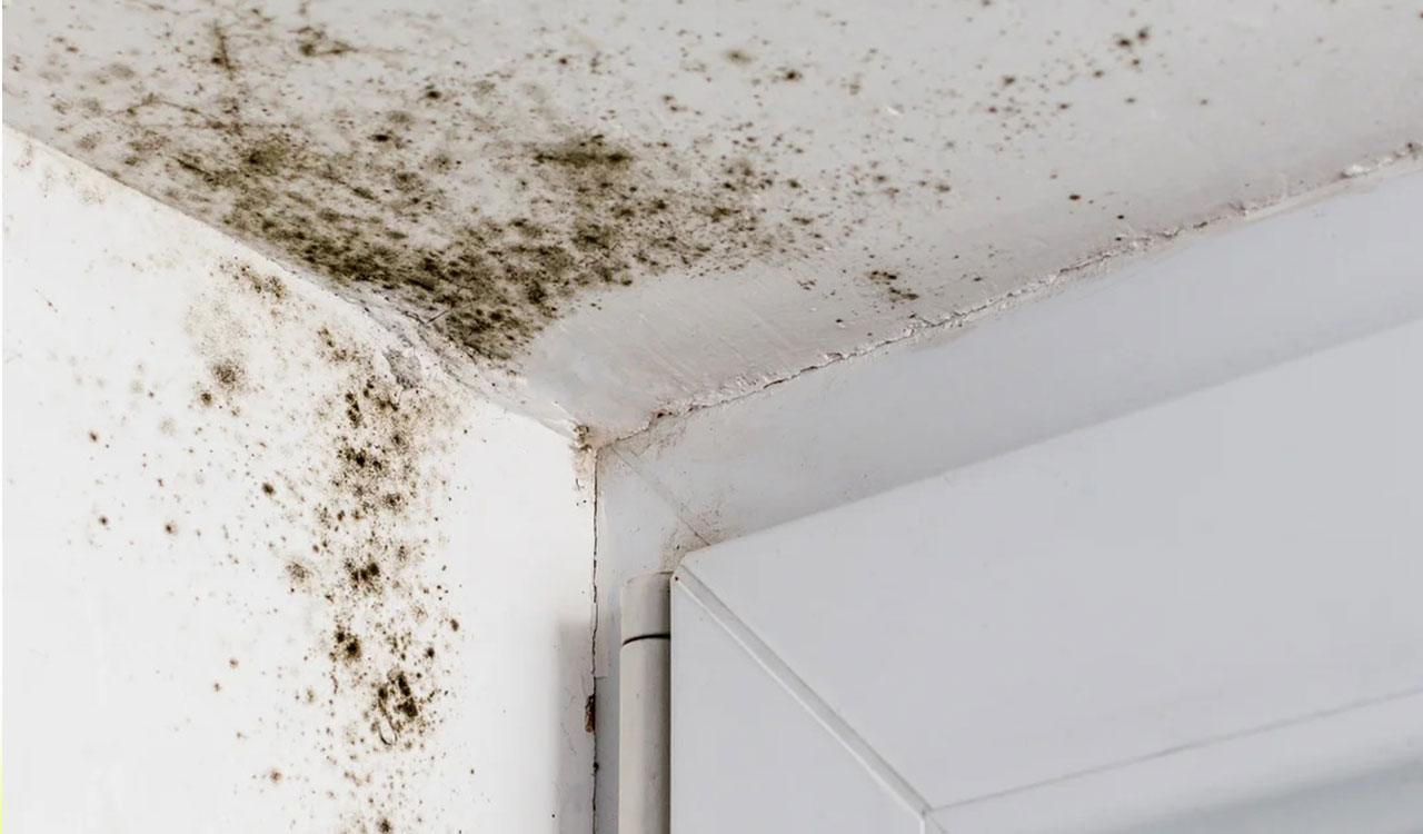 Is black mould really bad for us? 
