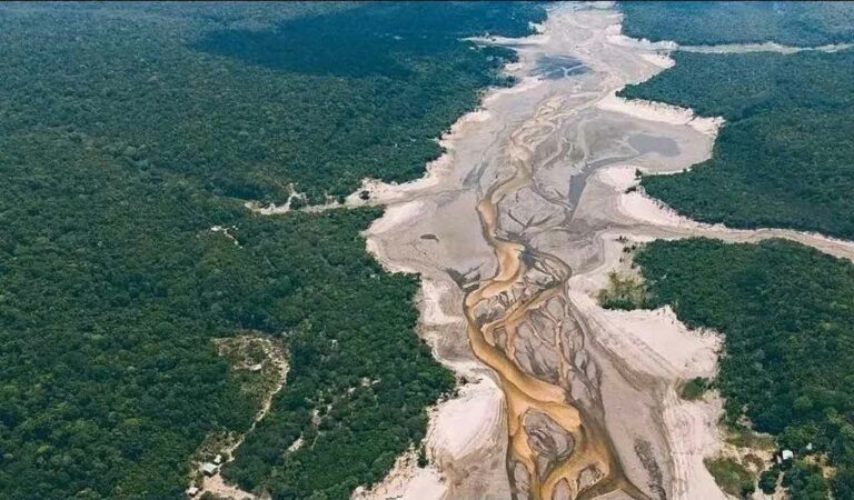 Brazil Rainforest