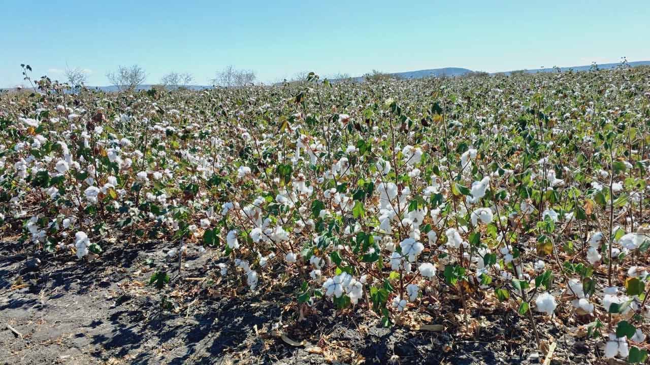 Prolonged dry spell leaves Adilabad farmers worried