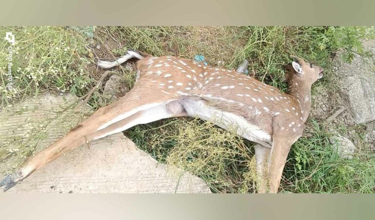 Street dogs kill spotted deer in Telangana's Sangareddy district