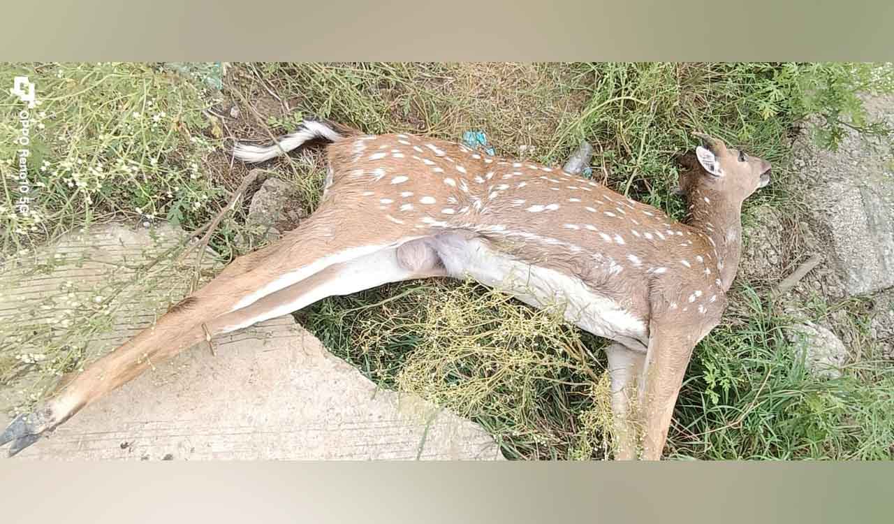 Street dogs kill spotted deer in Telangana’s Sangareddy district
