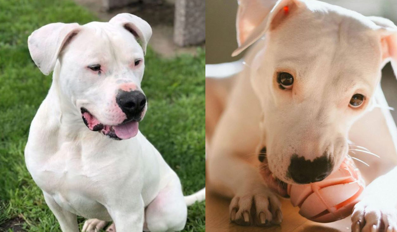Banned Dogo Argentino dog to be shifted from residence following Telangana HC directive