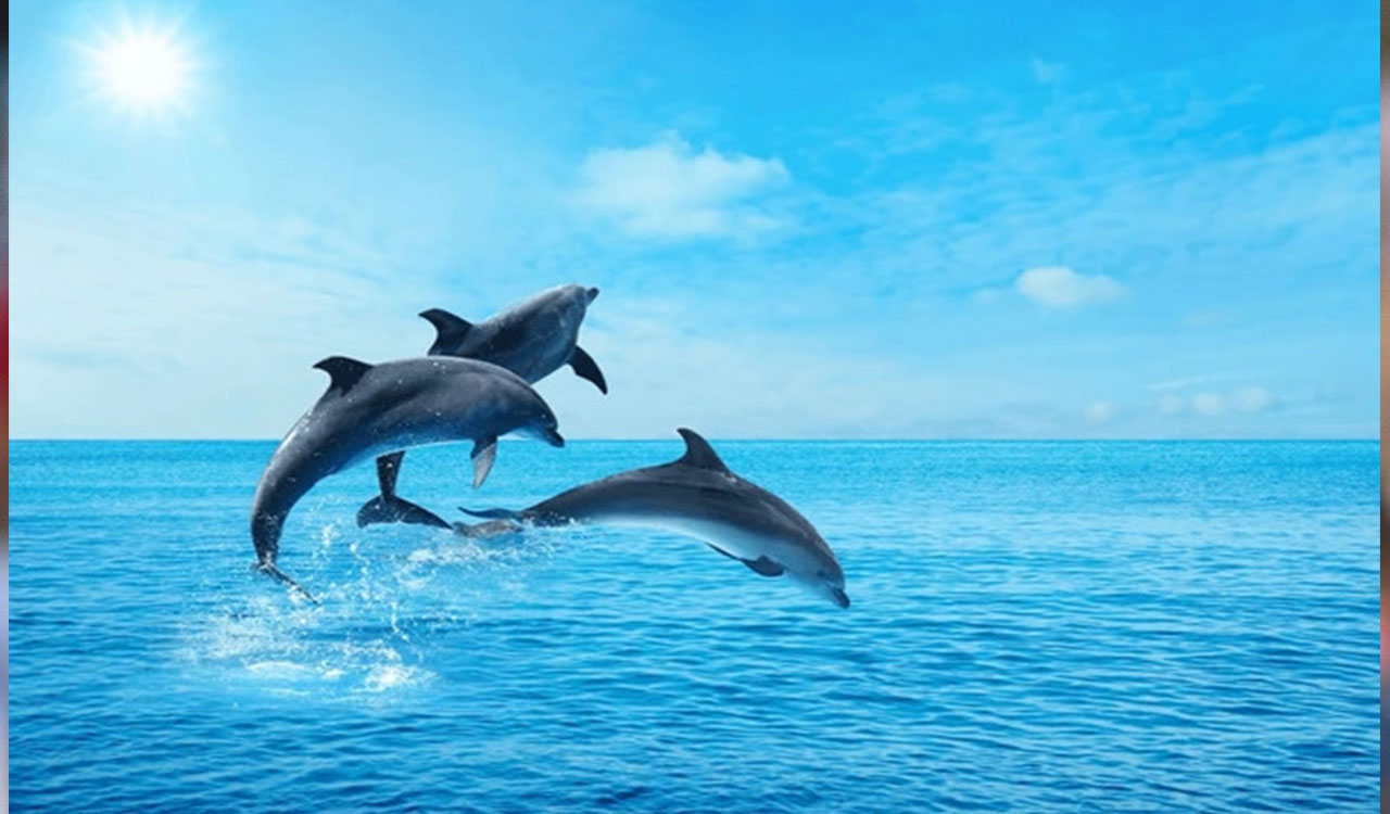 Why do dolphins jump out of the water?