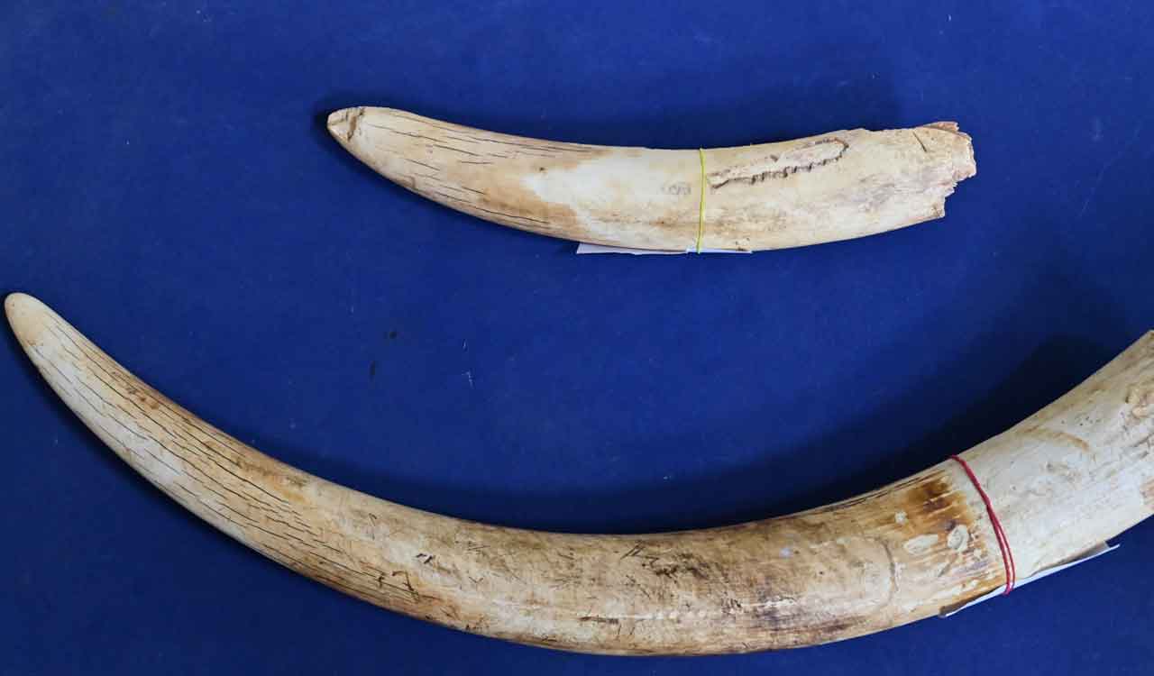 Man held with elephant tusks worth Rs 3 crore in Hyderabad