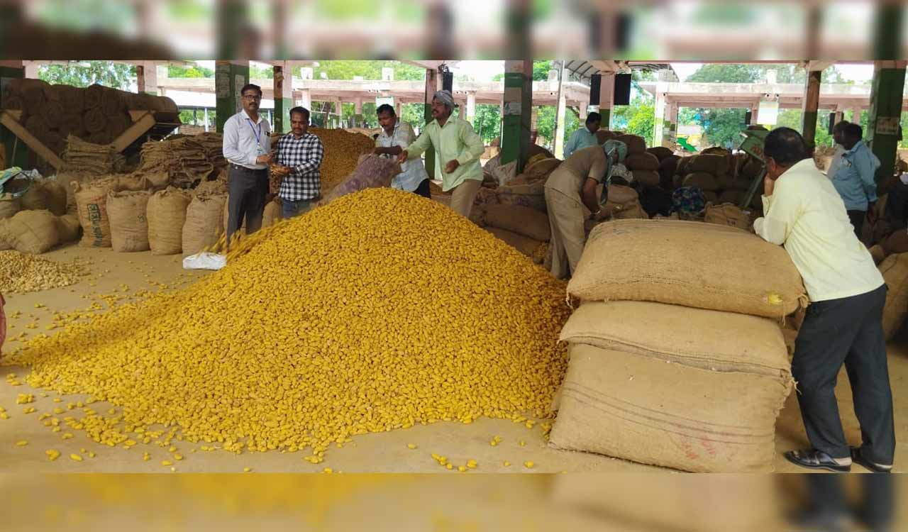 Telangana Horticultural University leads GI push for Armoor turmeric