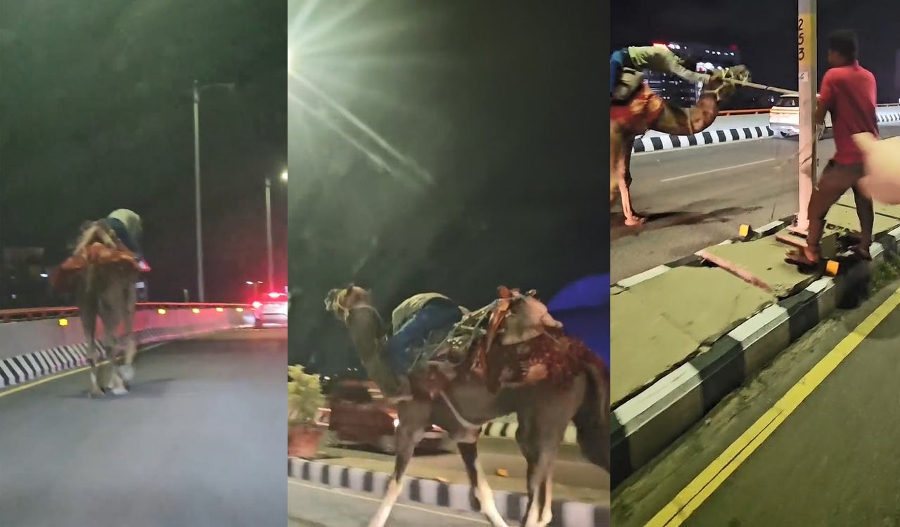 Watch: Drunk man rides camel on Hyderabad’s PVNR Expressway, video goes viral