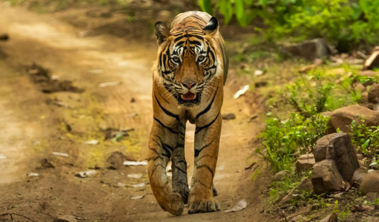 Residents of Pogilla village near Nagarjunsagar oppose relocation plan amid tiger threat