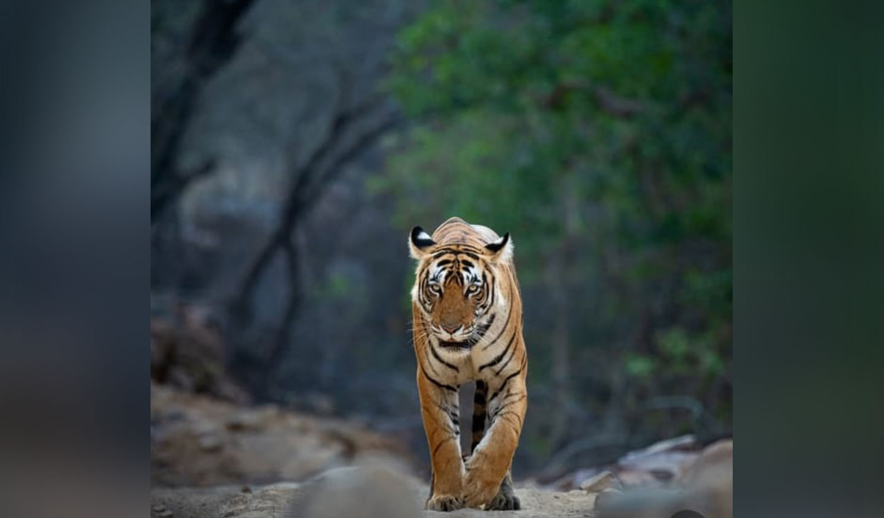 Actress Sadaa talks about her passion for wildlife photography