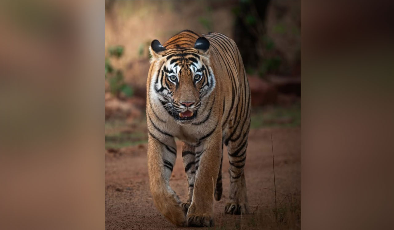 Actress Sadaa talks about her passion for wildlife photography