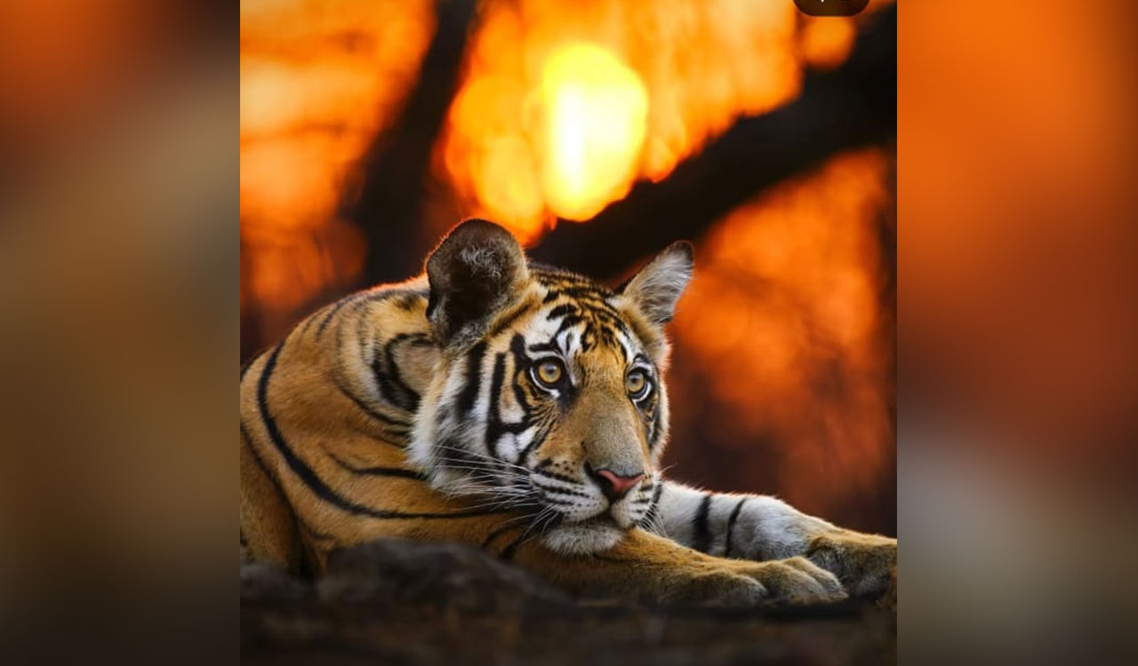 Actress Sadaa talks about her passion for wildlife photography