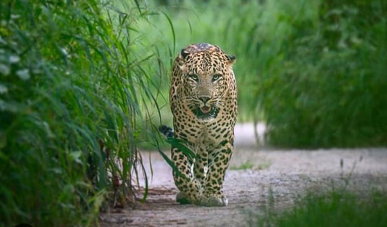Actress Sadaa talks about her passion for wildlife photography