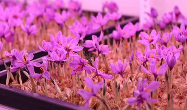 Saffron from Telangana? Horticulture university tries soil-less farming