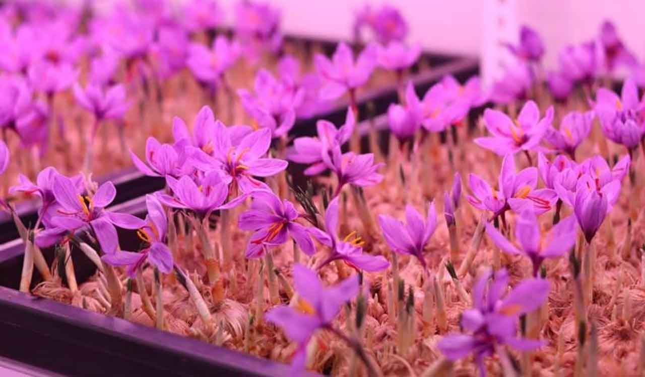 Saffron from Telangana? Horticulture university tries soil-less farming