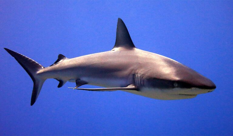 Shark