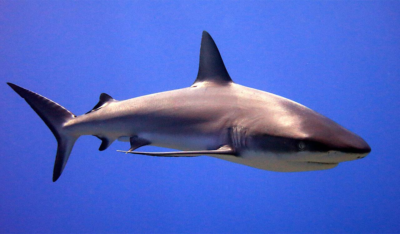 Sharks’ varying sizes and shapes follow a math rule