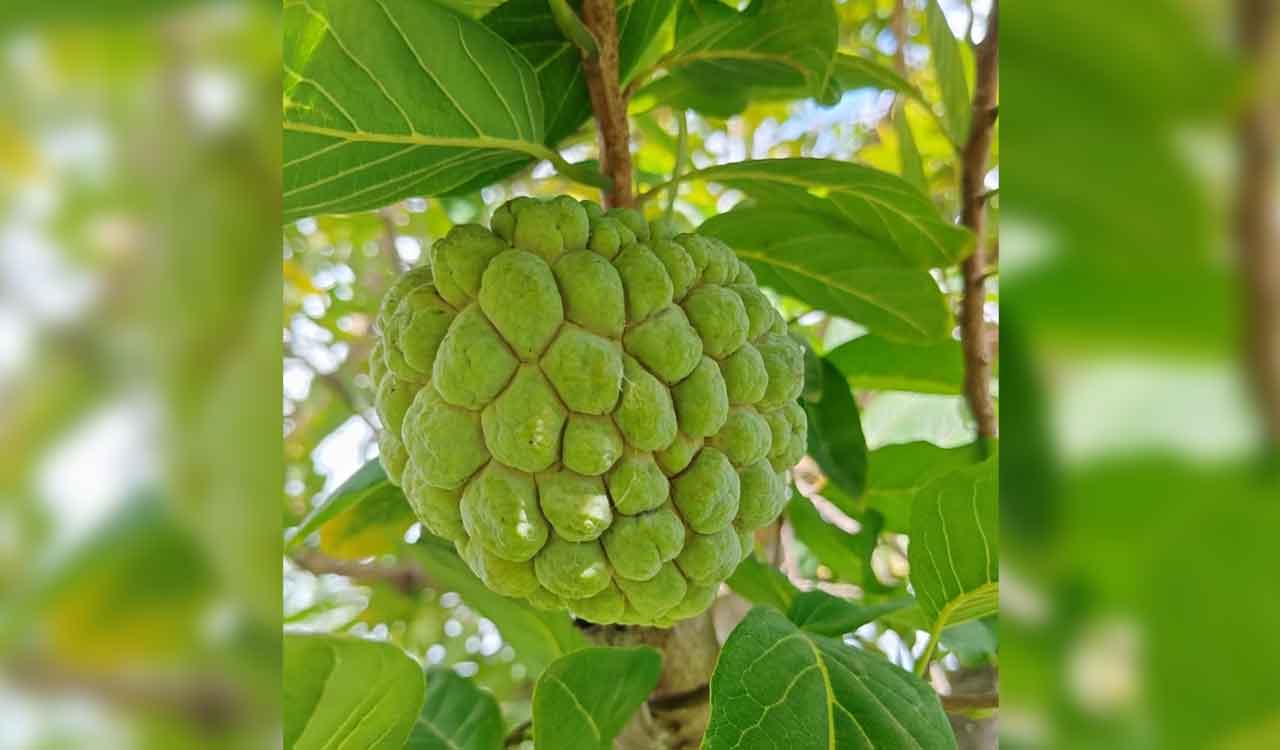 Telangana’s world-famous Balanagar custard apple inches closer to GI tag