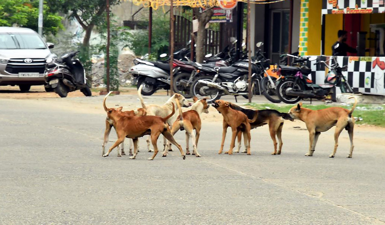 Dog carries newborn’s body in its jaws at MP hospital