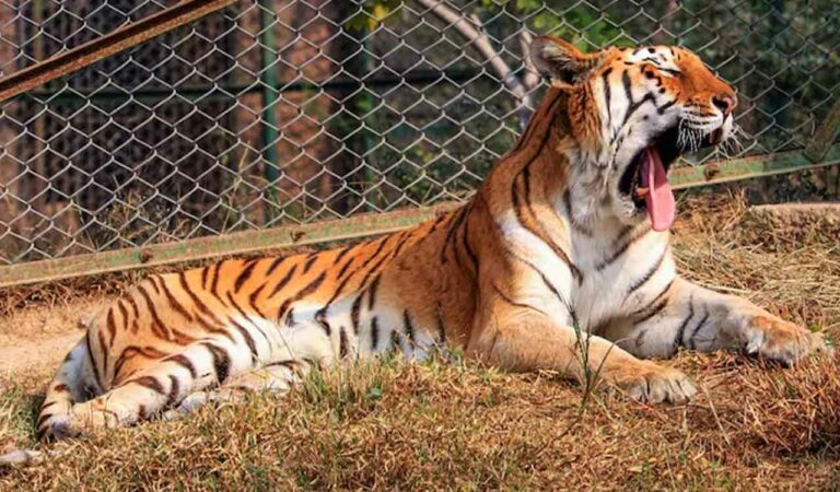 Tiger sighting in Telangana's Adilabad forests sparks panic among locals