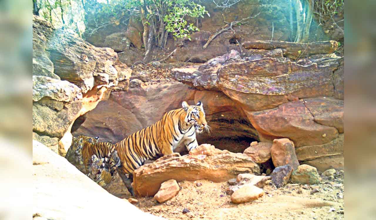Kumram Bheem Tiger Conservation Reserve: Tough challenge ahead for forest officials