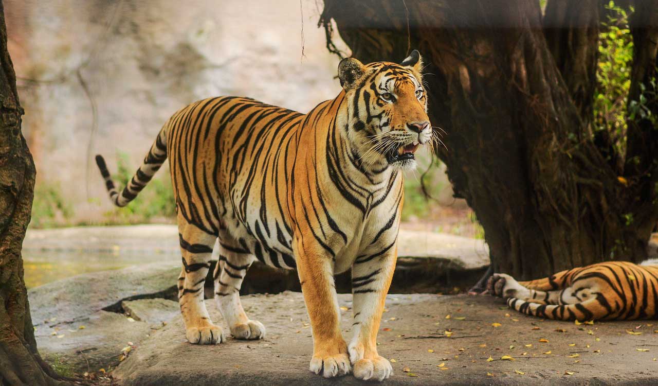Tigers to be relocated from Maharashtra’s Tadoba to Kawal of Telangana soon