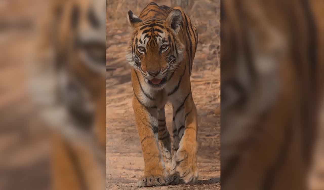 Ranthambore’s iconic tigress Arrowhead, granddaughter of Machli, passes away